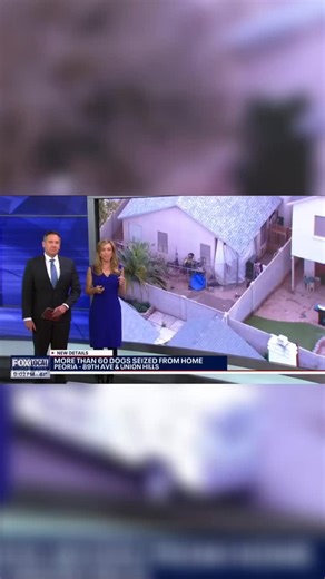 A horrifying story that now has a hopeful ending. ❤️‍🩹 Dozens of dogs were found in a Peoria home living in deplorable conditions. Living in fear, filth and neglect — three dogs found dead upon arrival. 😔💔 These dogs didn’t deserve the life they were living, they deserved to be saved — and that’s what happened, thanks to the Peoria Police Department. We shortly thereafter received a call from PACC911 asking to help with the overwhelming amount of pups seized, and of course we said yes. 🙏 Tha