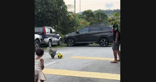 #NSTviral: Who needs friends when you can play football with a guinea fowl [WATCH] | New Straits Times