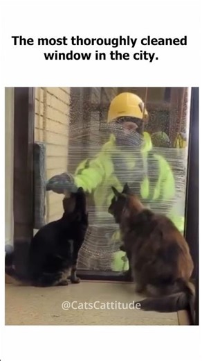 The most thoroughly cleaned window in the city #shorts #catscattitude