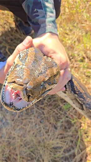GIANT BURMESE PYTHON!