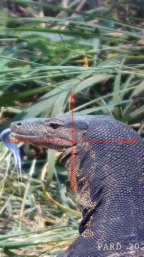 Berburu biawak // monitor lizard hunting