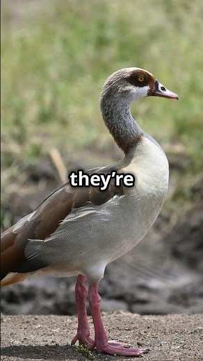 Amazing Facts About the Australian Magpie Goose