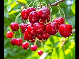 Cherry Tree Diseases | Cherry tree fungus