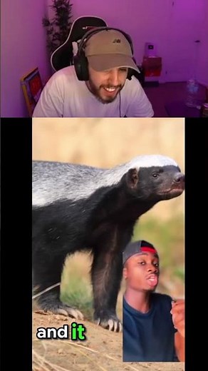 Honey Badgers are CRAZY!!