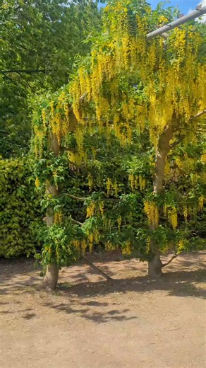 Our iconic laburnum arches are blooming and not-to-be-missed but the views are as stunning inside the house as they are out! | Temple Newsam Estate