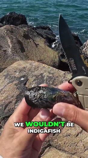 This Mussel Trick Catches More Fish Than Store Bait #fishing