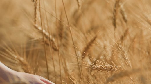Wheat field with grass blowing in the wind - Free Stock Video