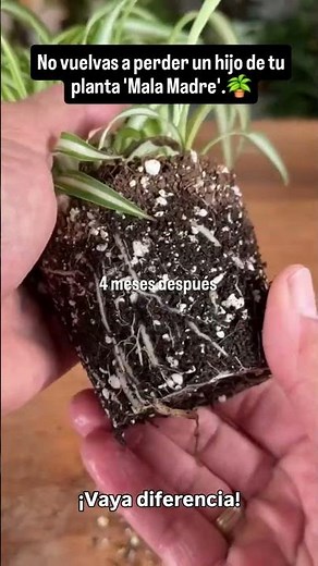 "🧪 Botanical Experiment! 🧪 Many people ask me: How do I get roots faster?"