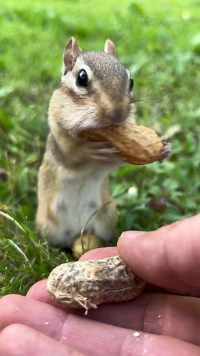 Adventures with Alvin and the Chipmunks: Squirrel Encounters