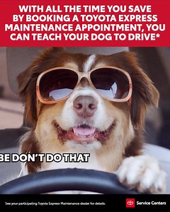 That’s gonna be a no from me dog. What will you do with your extra time? Our trained experts will help get you in and out in about an hour with a full multi-point inspection, oil and filter change, brake inspection and tire rotation. Make an appointment at your local Toyota Service Center today. See your participating *Dogs cannot drive. Only trained humans should operate Toyotas. Thank you for understanding. | Toyota USA