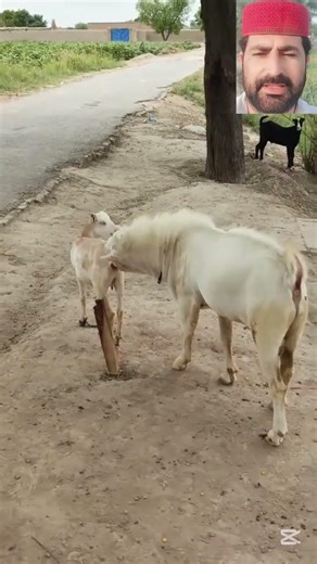 First Timer Goat 😱🐐 #first #timer #goat #village