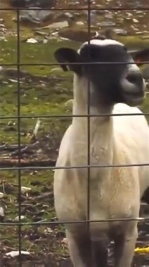 Bed and boat clutch 😭☠️|#minecraft |#shorts