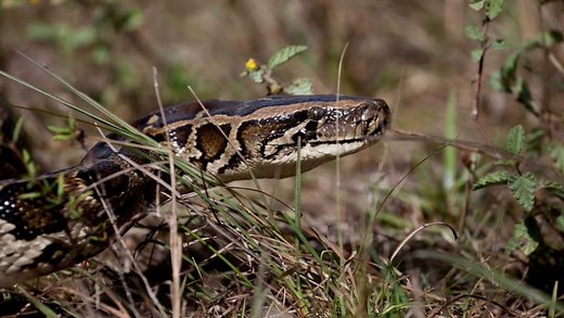 Florida Health Department advises against eating pythons, but some do anyway. What to know
