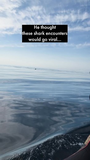 17 reactions · 53 comments | Not sure what I did to upset the algorithm but sure hope I can fix it. Inspired by a true story, and @leviticuswright #notviral #nature #wildlife #reels #help #sharks | Charlielikeswater | Facebook