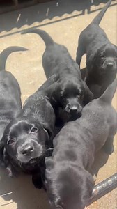 13K views · 395 reactions | Invasion of the black female lab puppies ❤️領 Pacheco kennels 408-254-8444 | Pacheco Kennels | Facebook