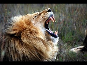 Lion Roar - Sound Effect