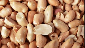 Bulk Raw Peanuts 10 Pound Wholesale Box