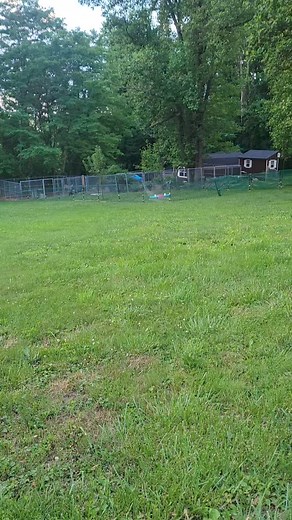 Okay, maybe she loves me a little bit. 🥰🥰🥰 #rustyjaxfarm #fernadoo #Fernalicious #nigeriandwarfgoats #specialneedsgoat #babygoats #fern | Rusty Jax Farm