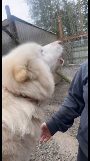 21K views · 497 reactions | Howling with Blue & Lazly #ArcticWolves | We are the Alpha Wolves | Facebook