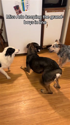 That dog life #dogsoftiktok #fyp #bluecollarbabe #playtime