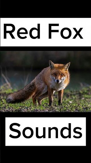 Red Fox Sounds #shortsfeed #wildlife #wildlifeentertainment #redfox #redfoxfacts #facts #animals