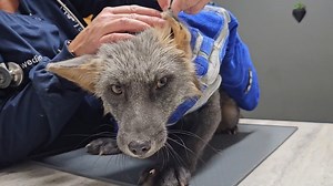 71K views · 4.2K reactions | We rescued 6 new foxes, and let them run in a yard for the first time! | Saveafox Corporation | Facebook