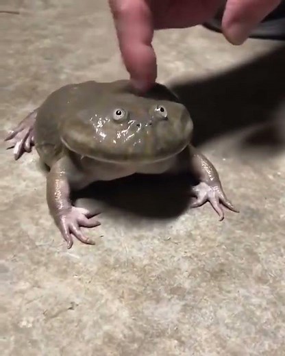 Screaming Frog