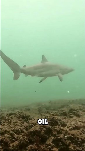 The Shark That Accidentally Fueled World War II!