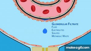 Glomerular Filtration: Net Ultrafiltration Pressure on Make a GIF
