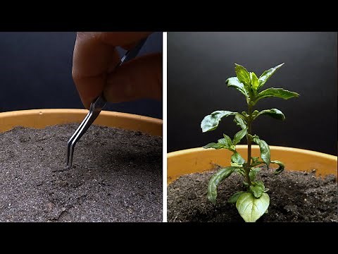 Growing CINNAMON BASIL Time Lapse - Seed to Flower in 69 Days