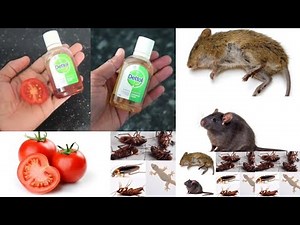 JUST 2 EASY TIPS FOR RAT AND COCKROACH || How To Kill Rats & cockroach Within 5 minutes ||