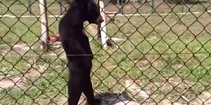 Bear Walks Like A Human ... But The Reason Is Far From Funny