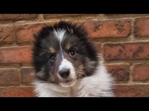 Puppy discovering new things! 10 week old Sheltie