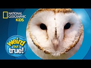 Amazing Animals | Weird But True!