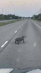 5.2M views · 27K reactions | An oddball looking tailless alligator, spotted crossing the highway in Plaquemines Parish, has become a social media sensation “I couldn’t tell at first if he was an alligator, or a big dog, or what." Get the rest of the story: bit.ly/3H5tBWV | NOLA.com | Facebook
