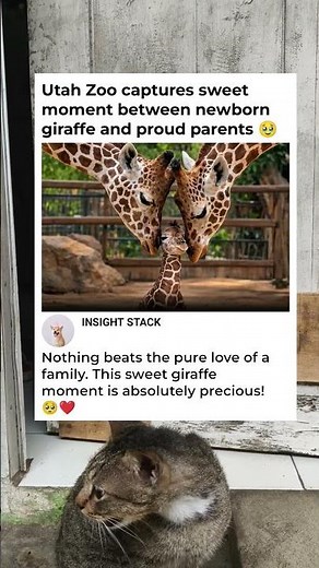 A Heartwarming Family Moment: Newborn Giraffe Meets Proud Parents! 🦒✨