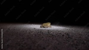 toad jumping on the gravelly surface in the night