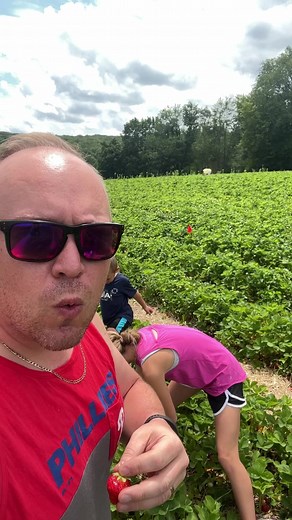 11K views · 241 reactions | Pick Your Own Strawberries?! One of our...