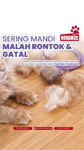 Shampo Kucing Aman untuk Atasi Rontok dan Gatal