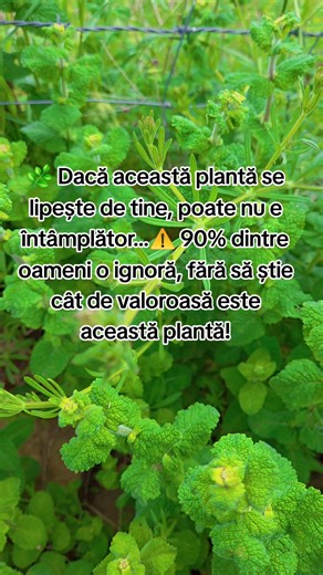 🌿 Lipicioasa (Galium Aparine) – Planta sălbatică cu beneficii uimitoare pentru organism ✨Galium aparine este o plantă medicinală folosită în fitoterapie europeană, naturopatie și uneori în practici holistice pentru susținerea drenajului și purificării organismului. În tradiția populară era considerată o plantă „curățitoare” pentru limfă, piele și rinichi. Proprietăți tradiționale atribuite plantei Lipicioasa 🌿 💧 1. Drenaj limfatic și detoxifiere Este una dintre cele mai cunoscute plante pentr