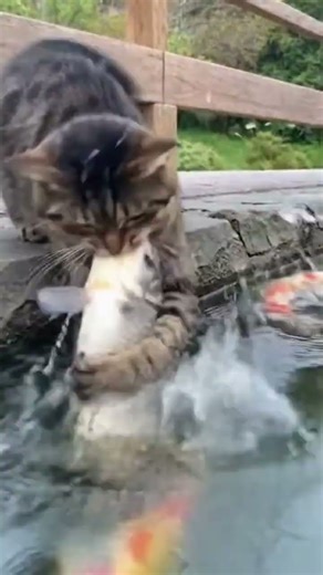 This cat baits fish with bread smarter than most humans 😭🐟