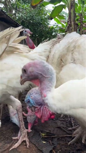 Feeding turkeys #trend #farming #poultry