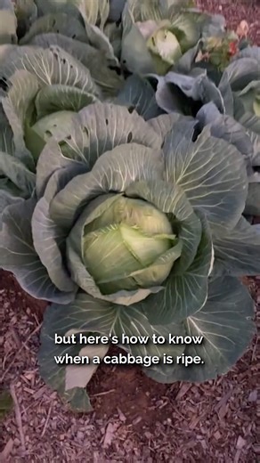 19K views · 174 reactions | Yes, you read that right! Sometimes the best way to test cabbage ripeness is with a gentle slap. Find out what firmness sounds like and when your cabbage is ready to harvest! 塞 | All About Gardening | Facebook