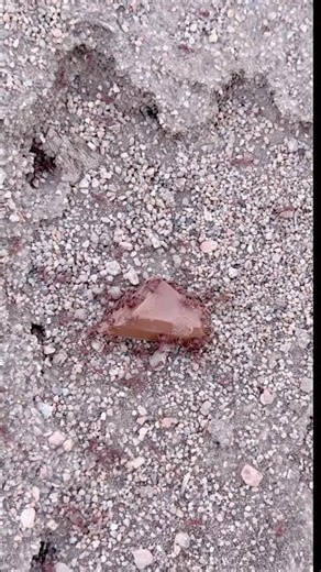 Massive Ant hill eats Chocolate 🍫🐜#ants #insects #pets