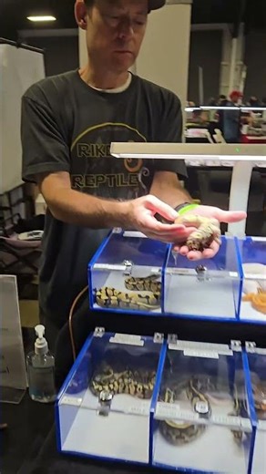 Repticon Finds: Beautiful Leopard Mojave 😁 ​¡Impresionante nueva fase de Pitón Bola!