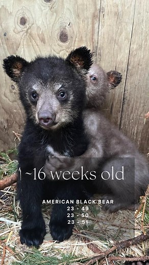 Black bear cub update! You can see how much the cubs’ motor skills have already developed, just a week's difference and they are already so much quicker and more agile! They need a lot of calories and nutrients to grow big and strong. Help us feed these baby bears by giving to our Wildlife Baby Shower now! . . . . #aiwc #albertawildlife #wildliferehab #albertabears #blackbear #bearcubs #blackbearcubs #wildliferescue #wildliferehabilitation #wildlifehospital #nonprofit #charity #albertainstitutef