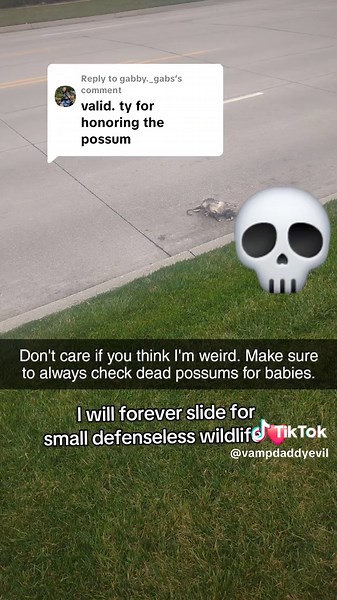 Exploring the Fascinating World of Possums