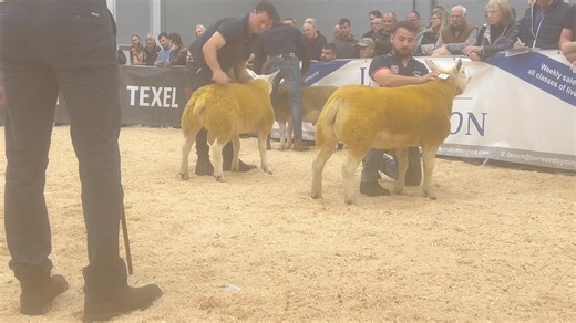 33K views · 248 reactions | Scottish National overall championship won by James Porter with Saltcotes He’s A Belter (222), reserve overall champion Ettrick Huntsman from Gordon Gray (120). | British Texel Sheep Society | Facebook