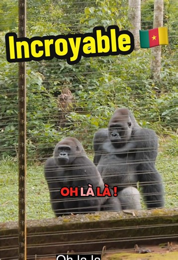 Rencontre captivante avec les gorilles à dos argenté