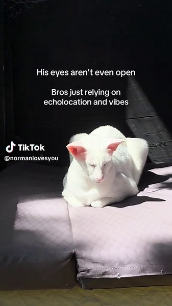 Echolocation and Vibes: Bat Norman the Oriental Shorthair